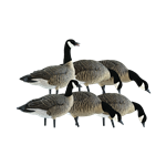 AVIAN X AVX-LESS-6PK